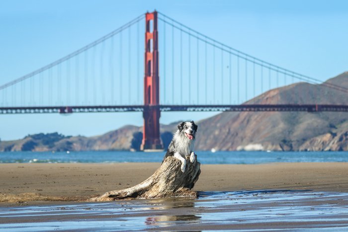 пет-фотография собаки, лежащей на камне с мостом Золотые Ворота в Сан-Франциско на заднем плане 