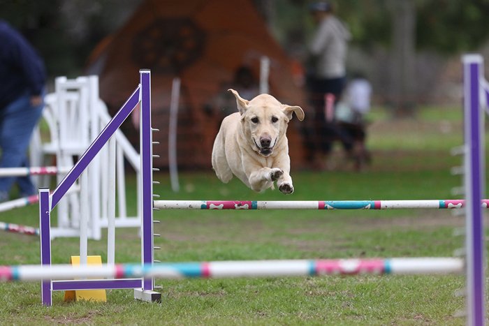 соревнования собак фото лабрадора, прыгающего через полосу препятствий 