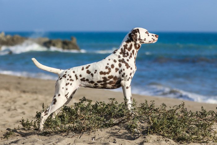 фото собаки далматинца в позе пойнтера на пляже с морем на заднем плане