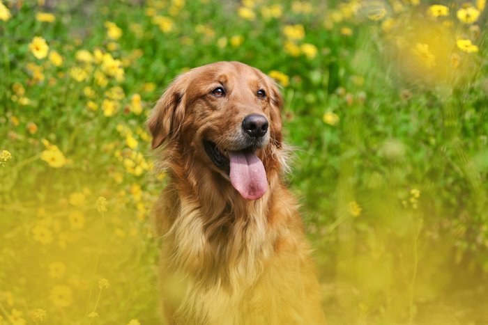 happy golden retriever pet dog photography