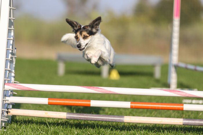 выставка собак фото терьер прыжки через препятствия