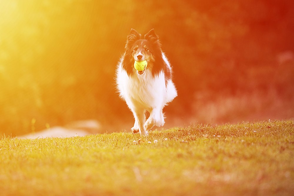 фотография собаки бордер-колли, бегущей с теннисным мячом в пасти