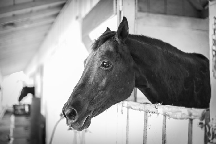 черно-белая фотография лошади в стойле