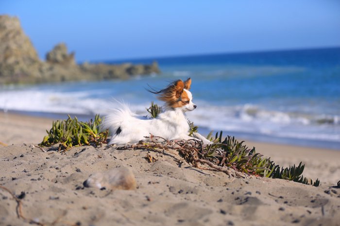 Померанец позирует на пляже, глядя на океан, ветер треплет его шерсть для фотосессии