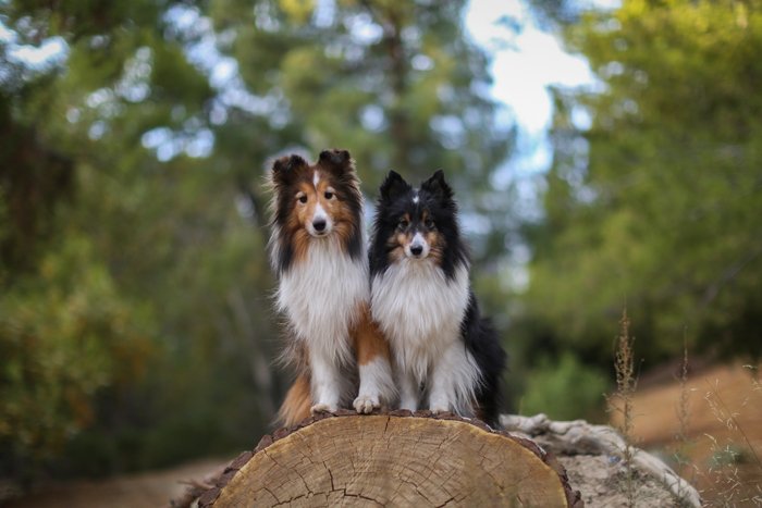 собачья фотография двух бордер-колли, сидящих на пне