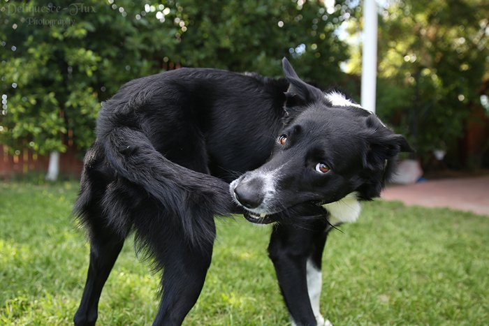 очаровательная фотография черно-белой пожилой собаки, ловящей свой хвост