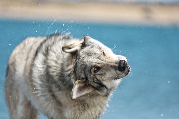 собачья фотография волкодава хаски, трясущего своей шерстью, пойманного в середине тряски, глупая собачья морда