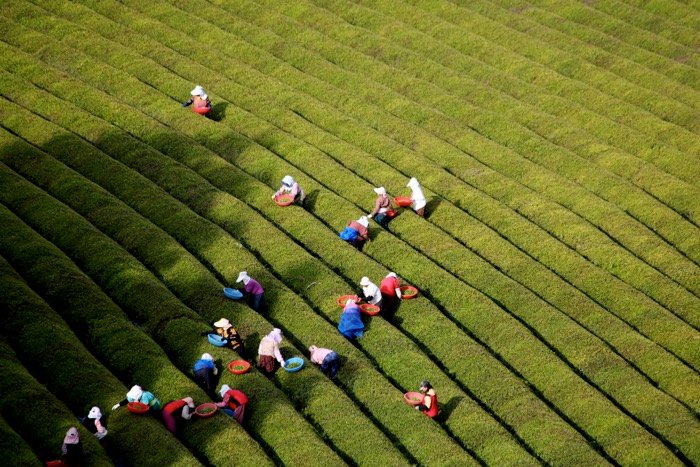 Aerial view of farmers working in fields - travel photography accessories 