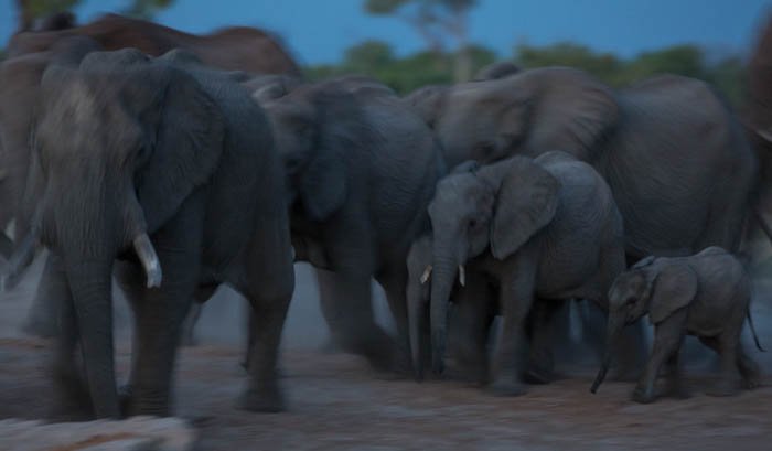 Размытая фотография в низком ключе стада слонов, движущегося по ландшафту. Фотография в высоком и низком ключе