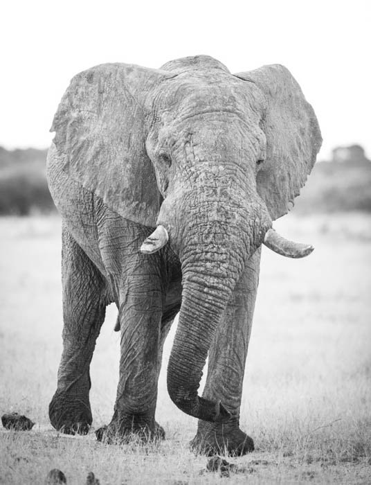 Черно-белый портрет слона, идущего к камере, в высоком ключе. Фотография в высоком и низком ключе