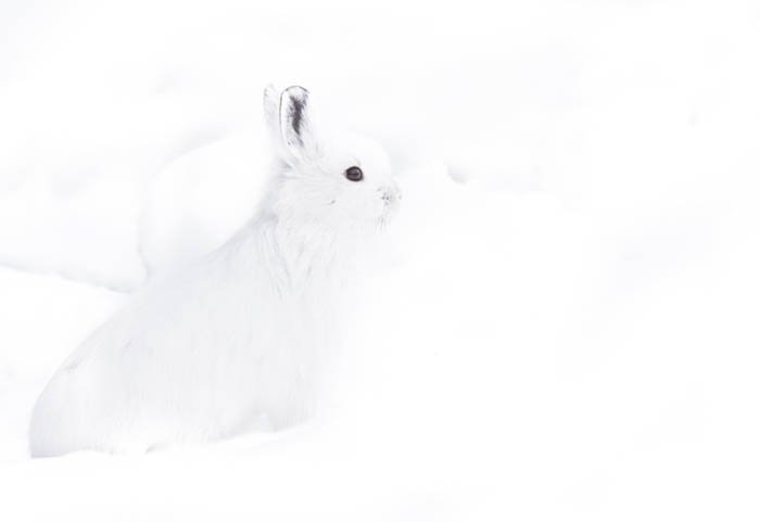 Фотоснимок белого зайца-белобровика в высоком ключе на фоне яркого белого снега. Фотография в высоком и низком ключе