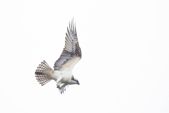 Изображение хищной птицы в полете в высоком ключе с переэкспонированным ярким белым фоном. Фотография в высоком и низком ключе