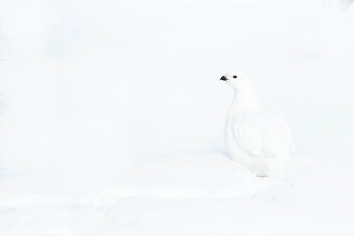 High key photo of the white willow ptarmigan on snow