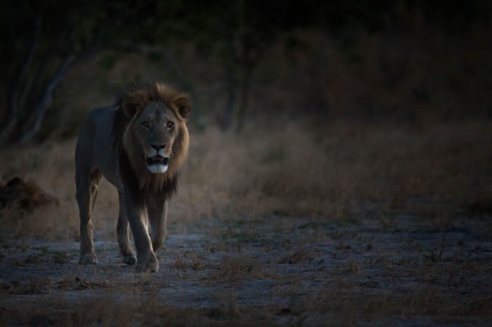 Настроение фотографии льва-самца, идущего через ландшафт к камере