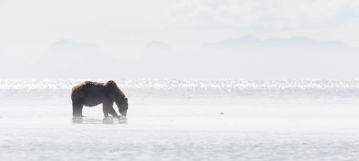 фото бурого медведя, копающего моллюсков на побережье национального парка Катмаи в очень яркий день