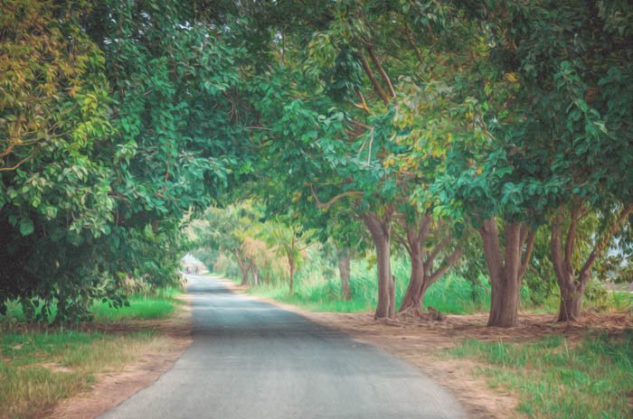 Фотография проселочной дороги в обрамлении деревьев, превращенная в картину с помощью фотошопа