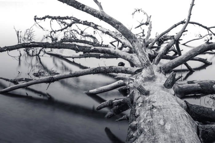 Greyscale photo of the fallen tree