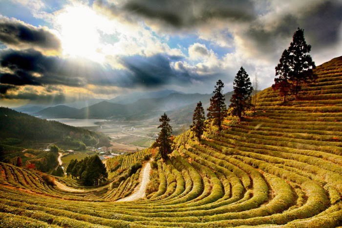 Чайные поля в Азии - фотографии путешествий