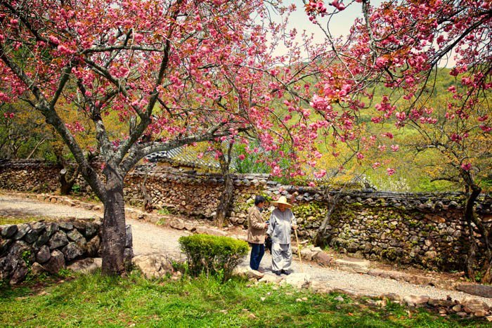 Пожилая пара за цветущими деревьями сакуры - фотографии из путешествий