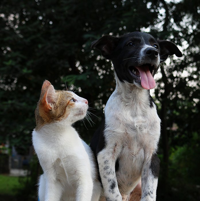 креативный портрет коричнево-белой кошки, смотрящей на черно-белую собаку