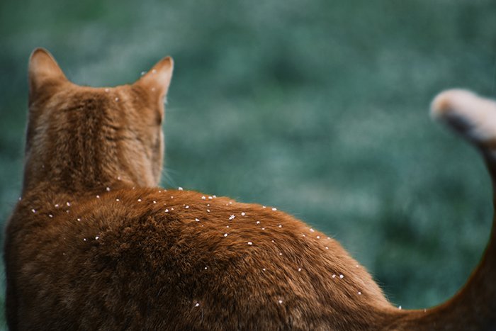 спина рыжей кошки на зеленом фоне