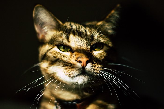 крупный план портрет полосатой коричневой кошки с ошейником на фоне темной тени