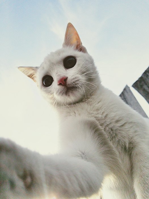 использование смартфона для портретов домашних животных - крупный план белого кота, смотрящего вниз и касающегося экрана лапой