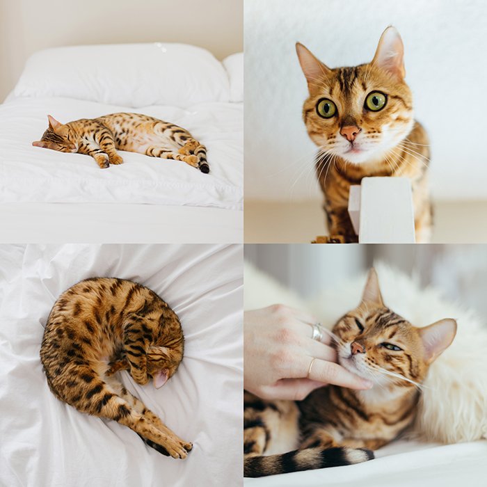 креативный портретный коллаж, четыре фотографии полосатой коричневой кошки на белой кровати