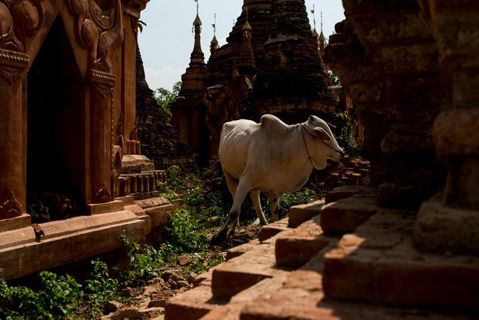 Белая корова посреди древних храмов
