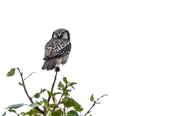 High key photography of the owl on the tree top
