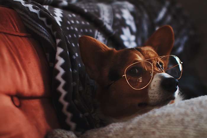 fun close up pet portrait of the brown dog in bed wearing glasses 