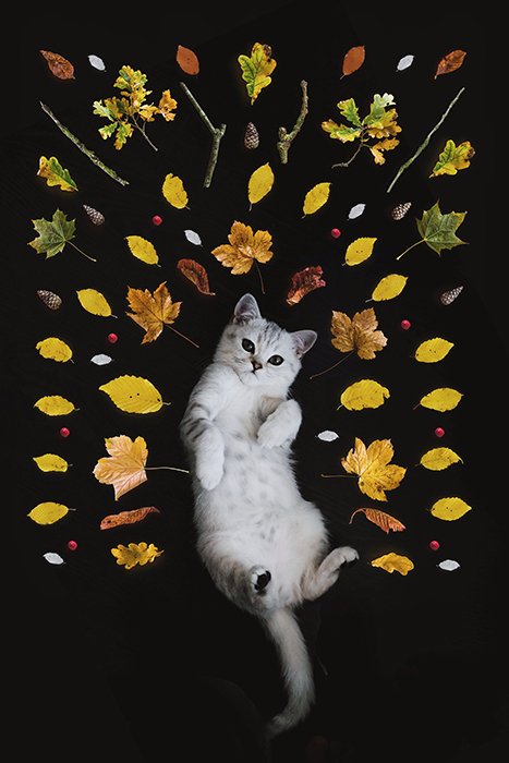 пример использования фотошопа для создания креативных портретов домашних животных путем добавления изображений листьев, окружающих белую кошку на спине