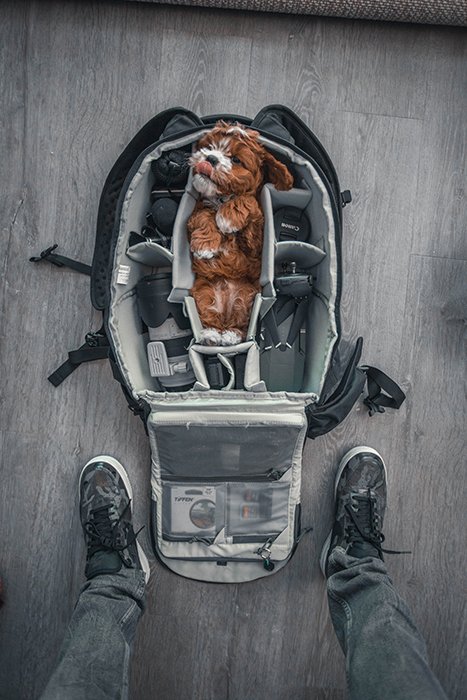 креативный портрет маленькой коричневой собаки, упакованной в середину сумки для фотоаппарата, снятый сверху