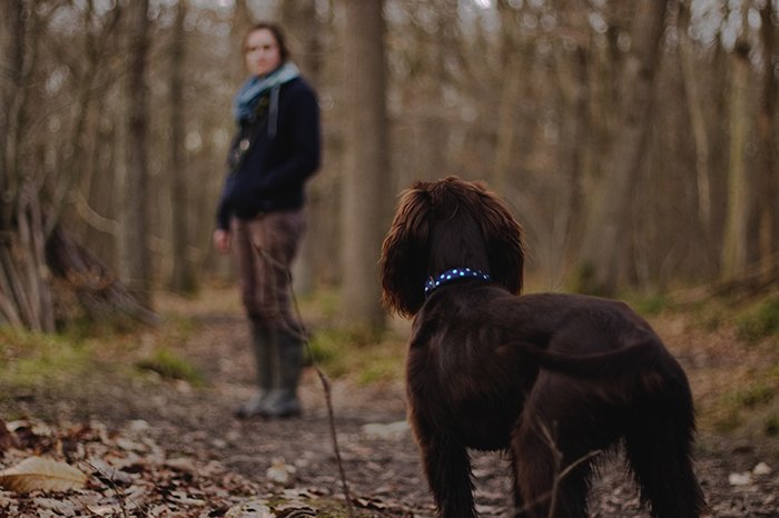 коричневая собака в лесу смотрит на человека на заднем плане