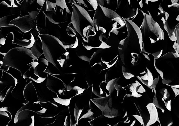 Черно-белая фотография цветов. сочетание света и тени для абстрактной фотографии.