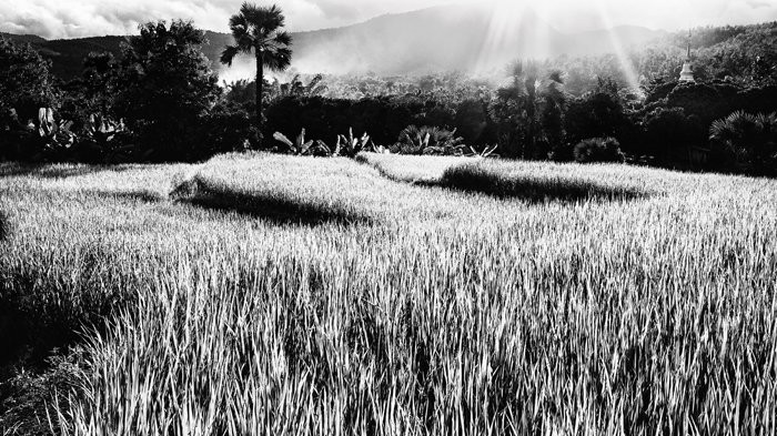 Драматическая текстура рисовых полей вечером в северном Таиланде, черно-белая фотография