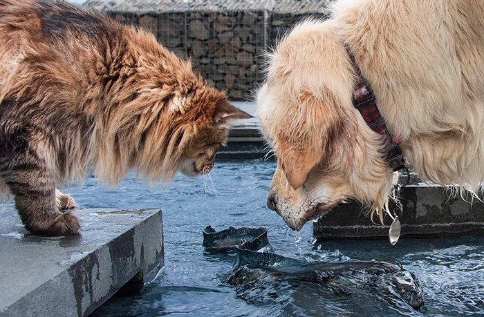 Уличная фотография собаки и кошки, смотрящих в воду. Creative street photography