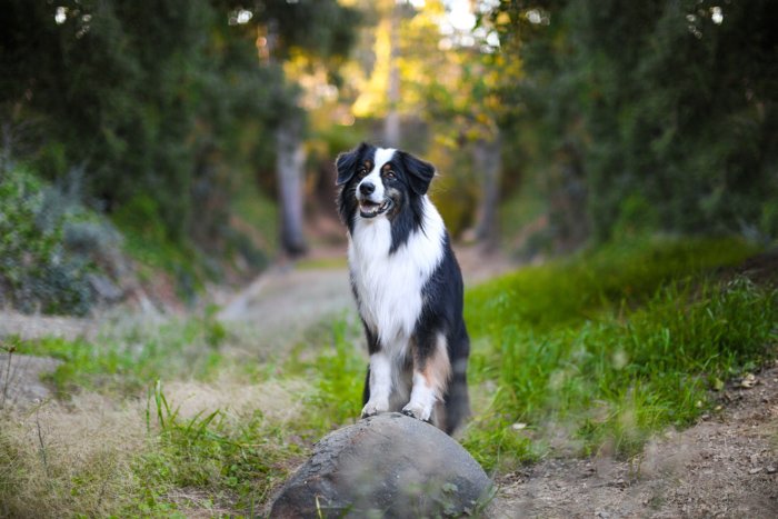 Портрет собаки породы бордер-колли, стоящей на камне и смотрящей в сторону камеры, в сельской местности. Улучшите свои навыки фотографии сегодня.