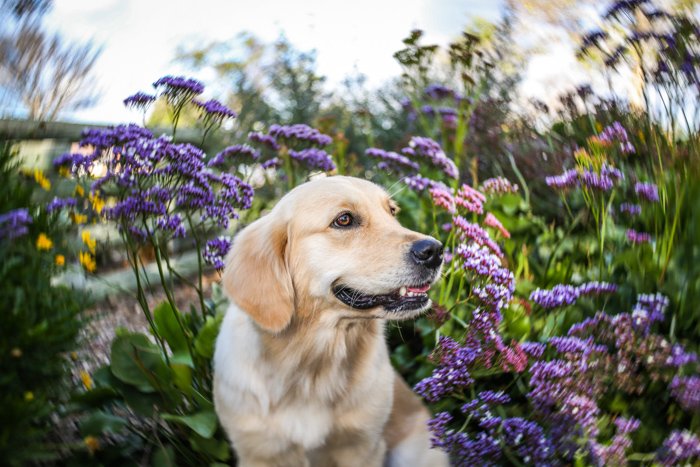 Портрет собаки породы лабрадор на размытом фоне фиолетовых цветов и листвы. с Улучшите свои навыки фотографии сегодня.