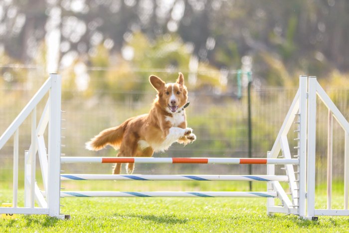  Яркая и воздушная фотография маленькой коричневой собаки, прыгающей через трамплин для аджилити. Улучшите свои навыки фотографии сегодня
