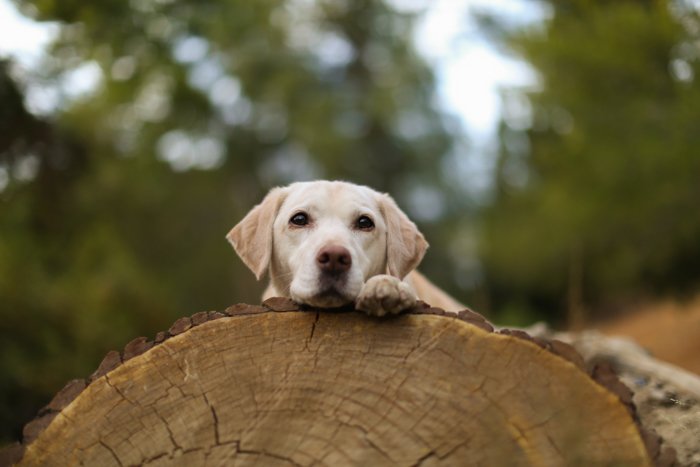 Портрет собаки породы лабрадор, отдыхающей на большом бревне и смотрящей в сторону камеры. Улучшите свои навыки фотографии сегодня.