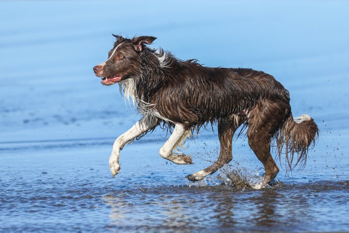  Портрет мокрой коричнево-белой собаки на пляже, бегущей к левой части кадра. Совершенствуйте свои навыки фотографии уже сегодня. 