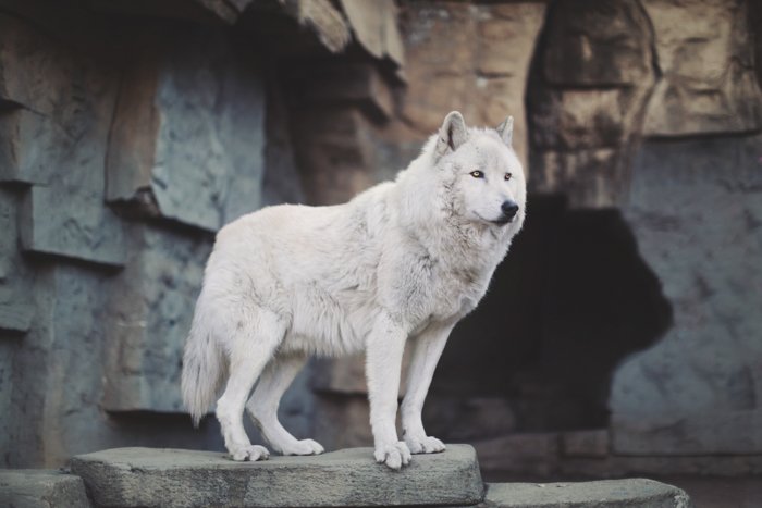 Портрет аляскинского тундрового волка, гордо стоящего на скалах. Совершенствуйте свои навыки фотографии уже сегодня.