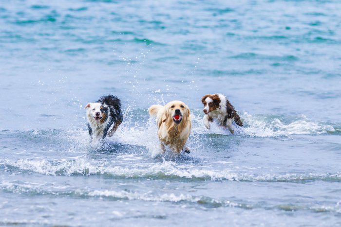 Фотопортрет трех собак, бегущих по волнам на пляже с использованием телеобъектива.