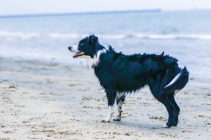 Фотопортрет собаки бордер-колли, стоящей на пляже с использованием телеобъектива.