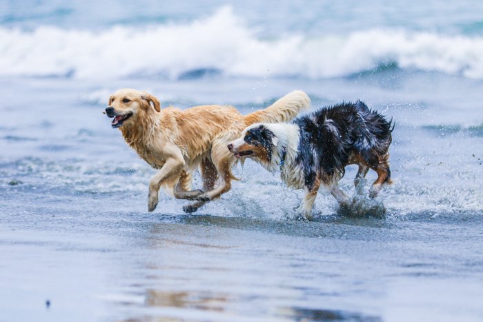 Фотопортрет двух собак, бегущих по пляжу с использованием зум-объектива.
