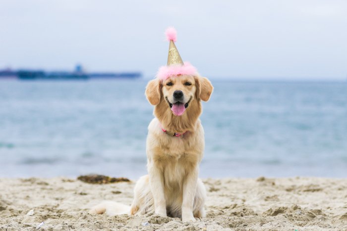 Фотопортрет собаки на пляже в шляпе для вечеринки с использованием зум-объектива.