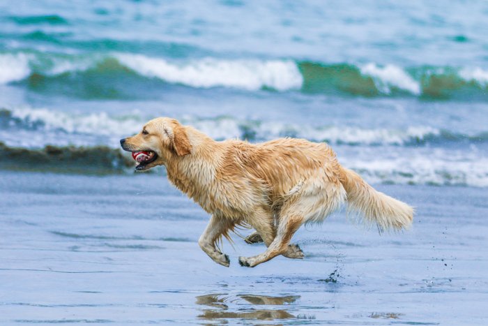 Фотопортрет собаки лабрадора, бегущей по пляжу с использованием телеобъектива.