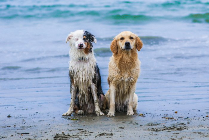 Фотопортрет двух собак на пляже с использованием телеобъектива.