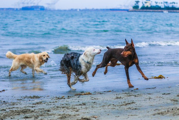 Фотопортрет трех собак на пляже с использованием телеобъектива.